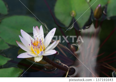 睡蓮「杏色」花（愛知縣豐田市） 137191643