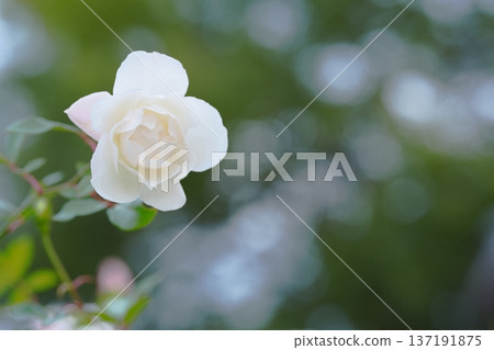 White rose wrapped in light White rose wrapped in light 137191875