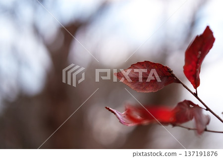 Red leaves that add color to late autumn Red leaves that add color to late autumn 137191876