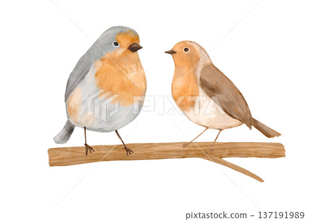 Bird robin couple in love with cute illustration, watercolor tree branch in spring nature. Romantic pair for cards and decor. Bird robin couple in love with cute illustration, watercolor tree branch in spring nature. Romantic pair for cards and decor. 137191989