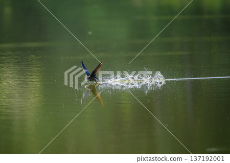 A blue-tailed swift flies at high speed over the lake 137192001