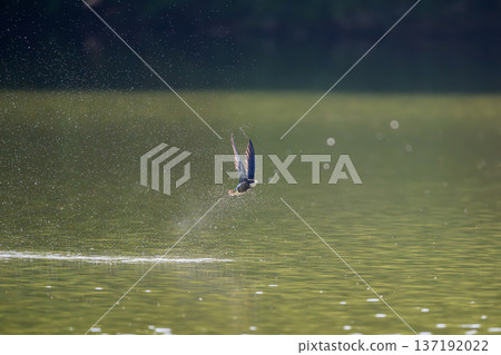 A blue-tailed swift flies at high speed over the lake A blue-tailed swift flies at high speed over the lake 137192022