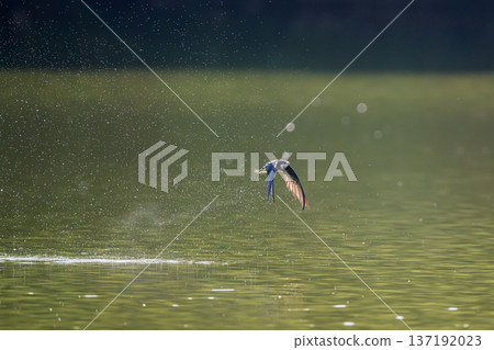 A blue-tailed swift flies at high speed over the lake 137192023