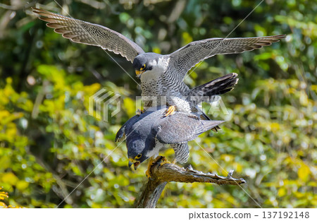 Peregrine falcons mating at the end of February Peregrine falcons mating at the end of February 137192148