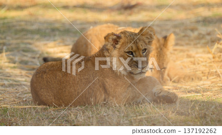 Lion cub with injured ear Lion cub with injured ear 137192262