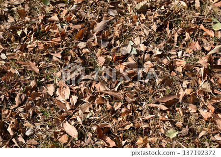 落葉 137192372
