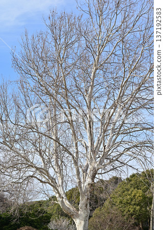 冬日枯萎的樹木和冬日的陽光 冬日枯萎的樹木和冬日的陽光 137192583