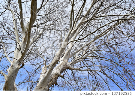 冬日枯萎的樹木和冬日的陽光 冬日枯萎的樹木和冬日的陽光 137192585