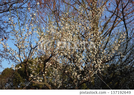 Plum blossoms (white plum blossoms) - February 2026 137192649
