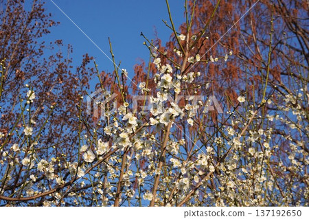 Plum blossoms (white plum blossoms) - February 2026 Plum blossoms (white plum blossoms) - February 2026 137192650