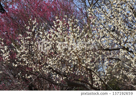 梅花（白梅花） - 2026年2月 137192659