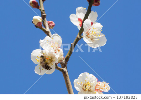Plum and bee 137192825