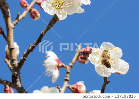 Plum and bee 137192826