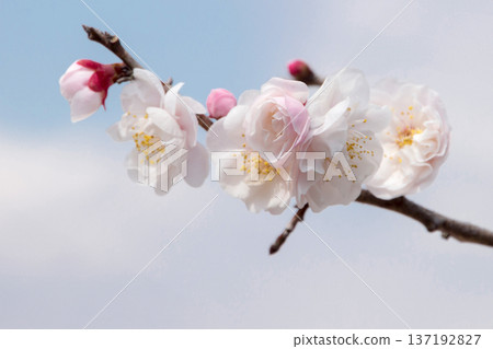 梅花 梅花 137192827