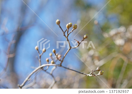 三水之春 137192937