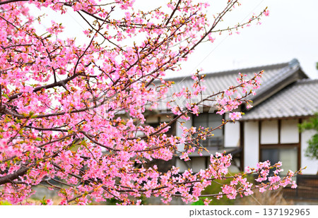 Peach blossoms in full bloom in Kyoto Peach blossoms in full bloom in Kyoto 137192965