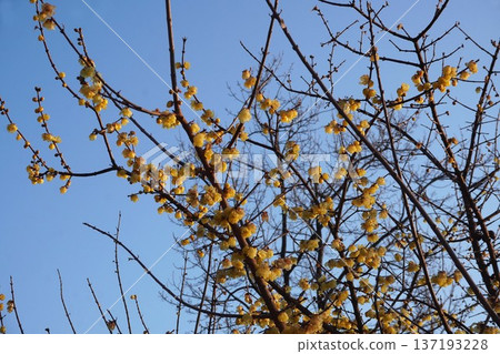 Wintersweet Flowers, February 2026 137193228