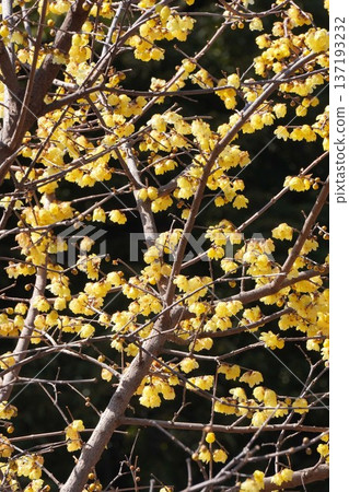 Wintersweet Flowers, February 2026 Wintersweet Flowers, February 2026 137193232