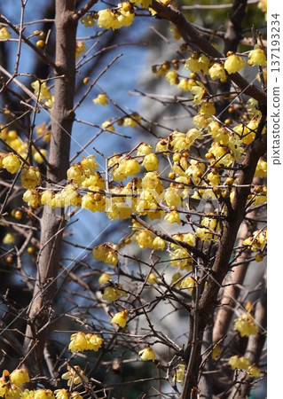 Wintersweet Flowers, February 2026 137193234
