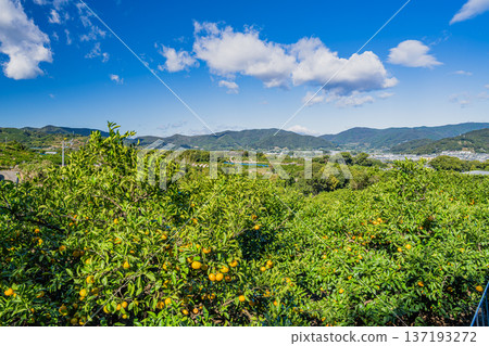 濱松市（靜岡縣）的三花蜜柑 137193272
