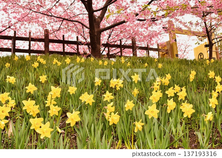 Kawazu cherry blossoms and daffodils in full bloom in Kaminoseki Kawazu cherry blossoms and daffodils in full bloom in Kaminoseki 137193316