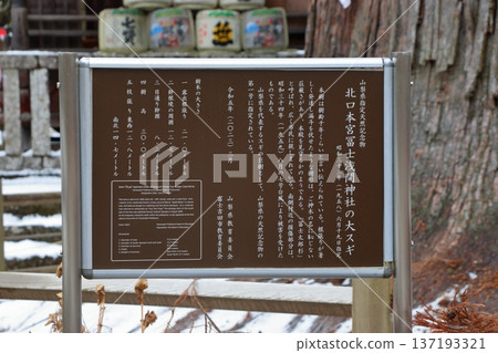 Thousand year old Japanese cedar trees at the Kitaguchi hongu fuji Sengen Jinja Shinto Shrine at Fujiyoshida, in Yamanashi Japan at the foot of Mt. Fuji 137193321