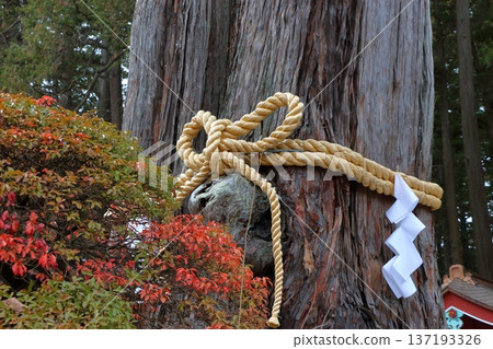 Thousand year old Japanese cedar trees at the Kitaguchi hongu fuji Sengen Jinja Shinto Shrine at Fujiyoshida, in Yamanashi Japan at the foot of Mt. Fuji 137193326