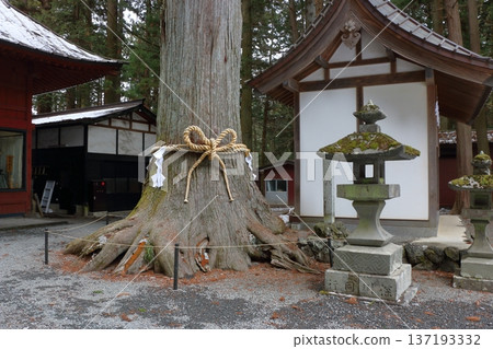 Thousand year old Japanese cedar trees at the Kitaguchi hongu fuji Sengen Jinja Shinto Shrine at Fujiyoshida, in Yamanashi Japan at the foot of Mt. Fuji 137193332
