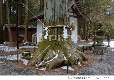 Thousand year old Japanese cedar trees at the Kitaguchi hongu fuji Sengen Jinja Shinto Shrine at Fujiyoshida, in Yamanashi Japan at the foot of Mt. Fuji Thousand year old Japanese cedar trees at the Kitaguchi hongu fuji Sengen Jinja Shinto Shrine at Fujiyoshida, in Yamanashi Japan at the foot of Mt. Fuji 137193339