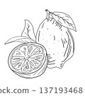 line drawing featuring two lemons illustration art line drawing featuring two lemons illustration art 137193468