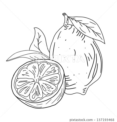 line drawing featuring two lemons illustration art  137193468