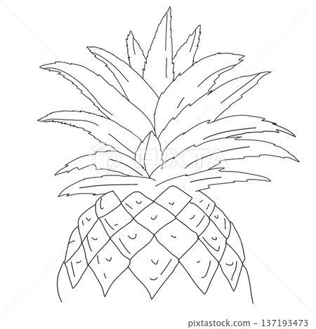 a simple line drawing of a pineapple, illustration art  137193473