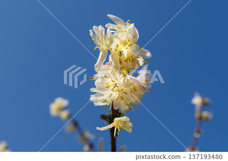 冬日盛開的白色金銀花在藍天的映襯下閃閃發光 137193480