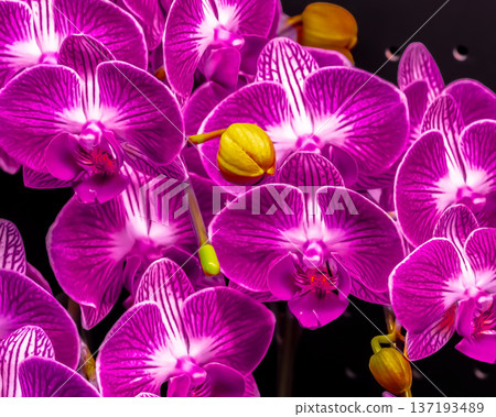 Pink orchid orchid Pink orchid orchid 137193489