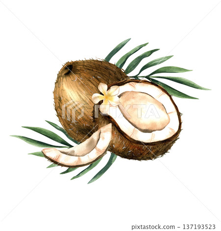 Watercolor coconut composition with half and slice with milk and tropical leaves. Botanical isolated illustration. 137193523