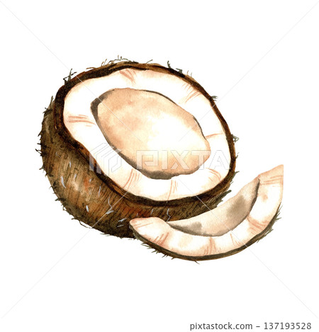 Watercolor coconut composition with half and slice. Botanical food illustration. Watercolor coconut composition with half and slice. Botanical food illustration. 137193528