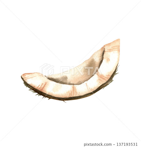Coconut slice watercolor illustration. Isolated organic food element. 137193531