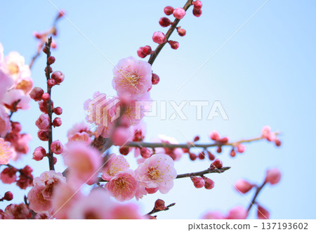 Red plum blossoms shining against the blue sky Red plum blossoms shining against the blue sky 137193602