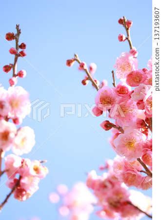 在藍天的桃紅色李子開花 137193607