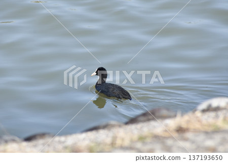Phew swimming in the water Phew swimming in the water 137193650