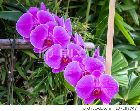 Elegant orchids Elegant orchids 137193708
