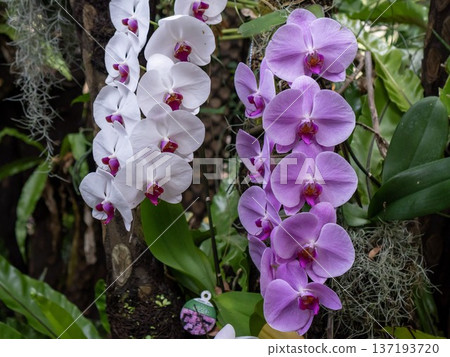 Elegant orchids Elegant orchids 137193720