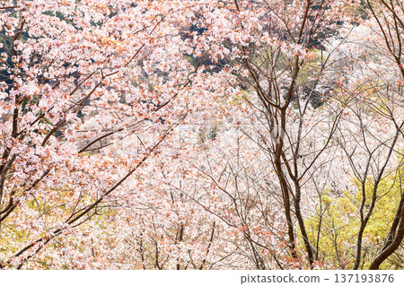 Beautiful Yoshino Shimo Senbon Sakura from Nanamagari, Nara Prefecture Beautiful Yoshino Shimo Senbon Sakura from Nanamagari, Nara Prefecture 137193876