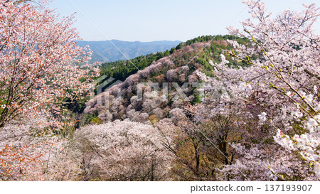 Beautiful Yoshino Shimosenbon Cherry Blossoms: A spectacular view from Nanamagari, Nara Prefecture Beautiful Yoshino Shimosenbon Cherry Blossoms: A spectacular view from Nanamagari, Nara Prefecture 137193907