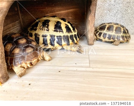 Russian tortoise and African spurred tortoise sleeping in their shelter Russian tortoise and African spurred tortoise sleeping in their shelter 137194018