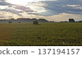 A serene countryside scene showcasing a vast field of hay bales, framed by a lush forest and a partly cloudy sky. This image captures the essence of rural tranquility and natural beauty. 137194157