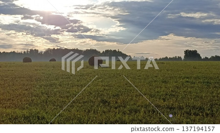 A serene countryside scene showcasing a vast field of hay bales, framed by a lush forest and a partly cloudy sky. This image captures the essence of rural tranquility and natural beauty. 137194157