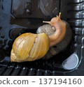 A close-up of two Giant African Land Snails (Achatina fulica) in their enclosure. The image highlights their unique textures and colors, perfect for pet care or nature studies. 137194160