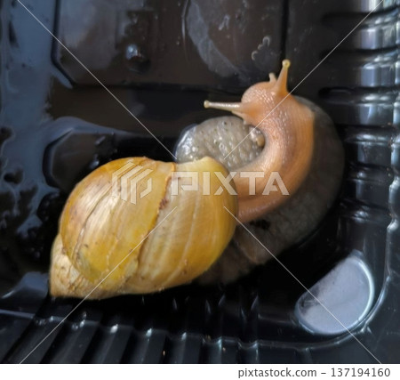 A close-up of two Giant African Land Snails (Achatina fulica) in their enclosure. The image highlights their unique textures and colors, perfect for pet care or nature studies. 137194160