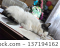 A serene image of a white cat napping on a table, capturing tranquility and comfort. Perfect for pet-related content, relaxation themes, or adding a peaceful touch to designs. 137194162